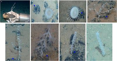 Microbial Associations of Abyssal Gorgonians and Anemones (>4,000 m Depth) at the Clarion-Clipperton Fracture Zone